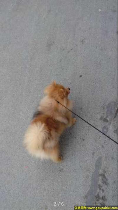 捡到博美，南省岳阳市寻狗屈原黄金岛丢失名叫可可黄色博美体型很小，它是一只非常可爱的宠物狗狗，希望它早日回家，不要变成流浪狗。