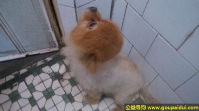 【洛阳找狗】，南省洛阳市寻狗嵩县大张对面的饭店丢失叫贝贝八岁公狗，它是一只非常可爱的宠物狗狗，希望它早日回家，不要变成流浪狗。