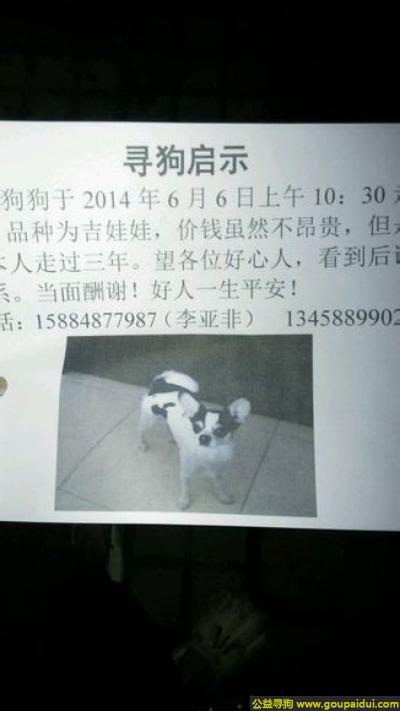 【内江找狗】，川省内江市寻狗名字叫豆豆希望好心的人看见能联系我，它是一只非常可爱的宠物狗狗，希望它早日回家，不要变成流浪狗。