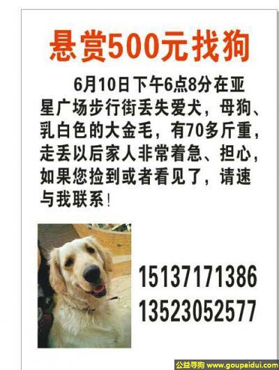 郑州丢狗，南省郑州市上街寻狗亚星广场丢失乳白色金毛母狗，它是一只非常可爱的宠物狗狗，希望它早日回家，不要变成流浪狗。