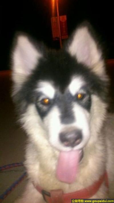 济宁寻狗，东省曲阜市寻狗四个月大头是黑色的身体是白色的阿拉斯加，它是一只非常可爱的宠物狗狗，希望它早日回家，不要变成流浪狗。