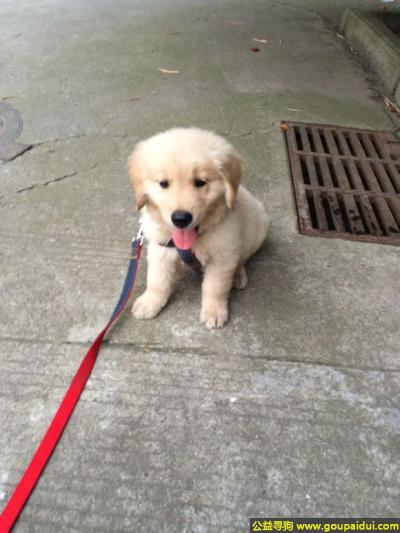 【武汉找狗】，北省武汉市洪山区武汉工程大学寻狗，它是一只非常可爱的宠物狗狗，希望它早日回家，不要变成流浪狗。