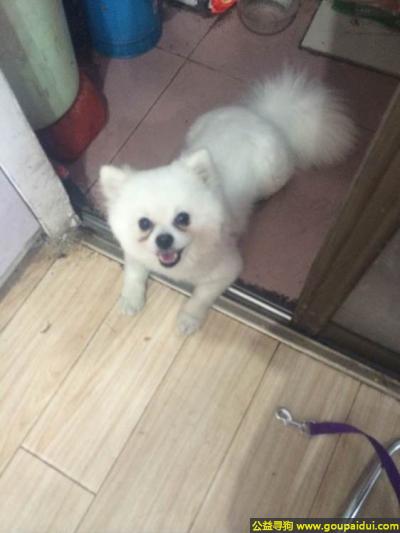 【常州找狗】，苏省金坛市寻狗八百市场里面丢的白色博美犬名叫莎莎，它是一只非常可爱的宠物狗狗，希望它早日回家，不要变成流浪狗。