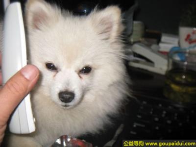阳泉寻狗，西省阳泉市寻狗一矿里沙坪附近丢失名叫臭臭狐狸犬，它是一只非常可爱的宠物狗狗，希望它早日回家，不要变成流浪狗。