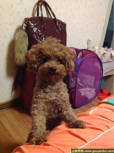 捡到泰迪，龙江省哈尔滨市寻狗道里区红专街中央大街附近丢失棕色泰迪，它是一只非常可爱的宠物狗狗，希望它早日回家，不要变成流浪狗。