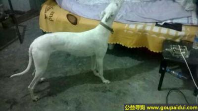 德阳寻狗启示，川省广汉市懒板凳自然村寻狗，它是一只非常可爱的宠物狗狗，希望它早日回家，不要变成流浪狗。