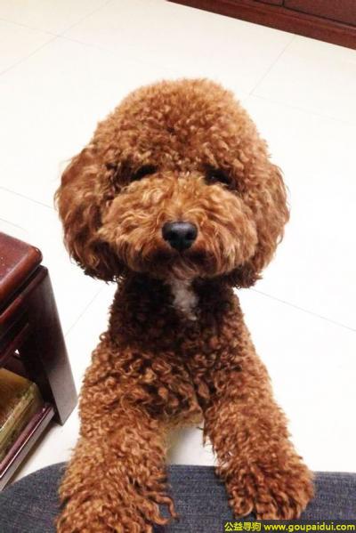 【张家口找狗】，北省张家口市寻狗名叫呼噜棕色泰迪犬胸口有一缕白毛，它是一只非常可爱的宠物狗狗，希望它早日回家，不要变成流浪狗。