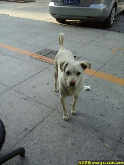 【宿迁找狗】，苏省宿迁市泗阳县寻狗中华广场附近走失名字叫贝贝白色的，它是一只非常可爱的宠物狗狗，希望它早日回家，不要变成流浪狗。
