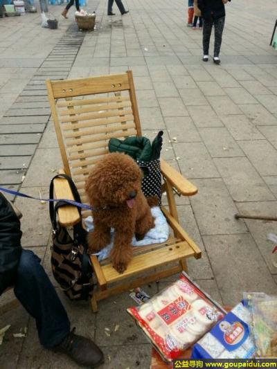 重庆寻狗网，庆市万州区寻狗名叫王子的泰迪，它是一只非常可爱的宠物狗狗，希望它早日回家，不要变成流浪狗。
