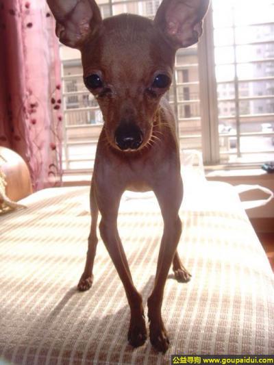 【郴州找狗】，南省郴州市寻狗翠薇苑小区走失三岁小鹿犬，它是一只非常可爱的宠物狗狗，希望它早日回家，不要变成流浪狗。