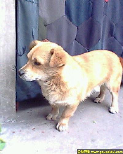 【运城找狗】，西省运城市寻狗名叫豆豆，它是一只非常可爱的宠物狗狗，希望它早日回家，不要变成流浪狗。
