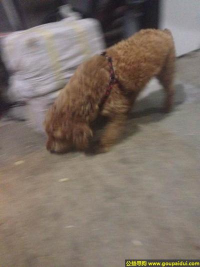 【上海捡到狗】，海市宝山区捡到一只狗狗，它是一只非常可爱的宠物狗狗，希望它早日回家，不要变成流浪狗。