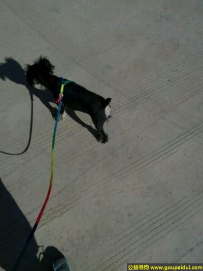 寻找雪纳瑞，西省运城市寻狗运城职业技术学院门口走失名叫四美银黑色雪纳瑞，它是一只非常可爱的宠物狗狗，希望它早日回家，不要变成流浪狗。