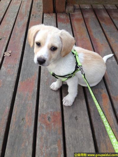 上海寻狗网，海市闵行区寻狗莲花路附近丢失名叫肉丝毛发白色略带棕色，它是一只非常可爱的宠物狗狗，希望它早日回家，不要变成流浪狗。