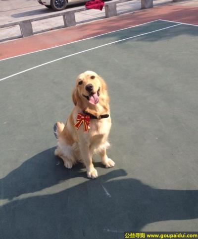 温州寻狗启示，江省温州市苍南县金乡镇寻狗金城路走丢名叫克洛伊两岁金毛，它是一只非常可爱的宠物狗狗，希望它早日回家，不要变成流浪狗。