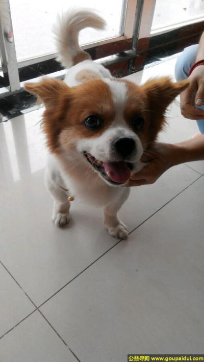 深圳找狗主人，东省深圳市南山区捡到狗狗，它是一只非常可爱的宠物狗狗，希望它早日回家，不要变成流浪狗。