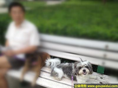 北京丢狗，元寻爱犬：6月13北京西城区南礼士路/月坛/复兴门丢失西施串儿黑白相间小公狗“臭臭”，它是一只非常可爱的宠物狗狗，希望它早日回家，不要变成流浪狗。
