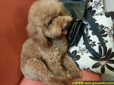 捡到泰迪，苏省南通市海安县寻狗杜香人家的泰迪名叫球球毛色较淡是只公狗，它是一只非常可爱的宠物狗狗，希望它早日回家，不要变成流浪狗。