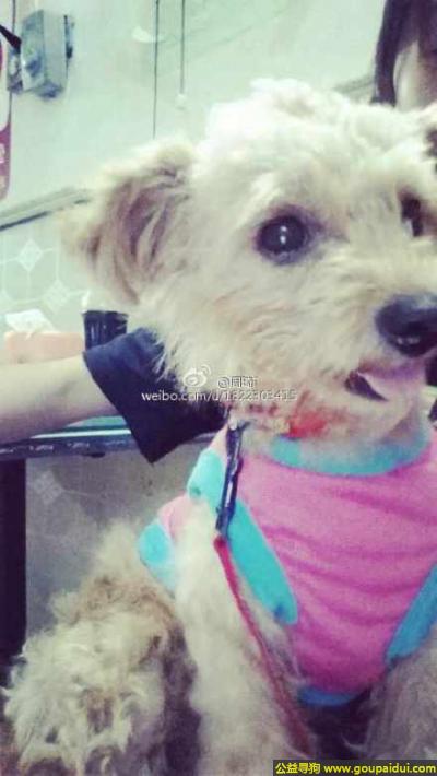 【武汉找狗】，北省武汉市寻狗虎泉丢失身上有黄色领结跟个红色铃铛和个餐布，它是一只非常可爱的宠物狗狗，希望它早日回家，不要变成流浪狗。