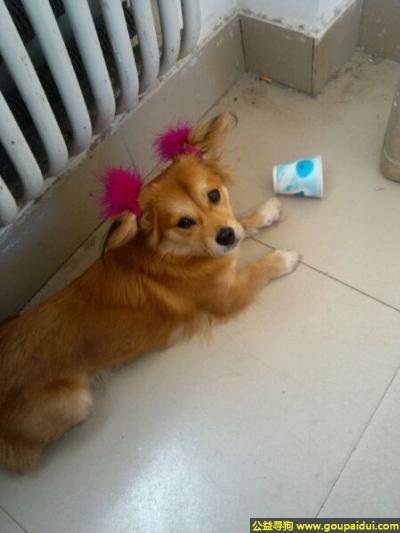 捡到金毛，南省南阳市唐河县寻狗名叫灰虎有点像金毛，它是一只非常可爱的宠物狗狗，希望它早日回家，不要变成流浪狗。
