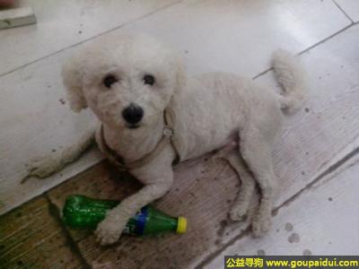 寻狗，南省郑州市寻狗健康路与优胜北街附近丢失白色公狗，它是一只非常可爱的宠物狗狗，希望它早日回家，不要变成流浪狗。
