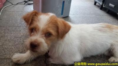 找狗，东省深圳市宝安区寻狗兴东地铁站丢失一只狗狗黄白相间母狗，它是一只非常可爱的宠物狗狗，希望它早日回家，不要变成流浪狗。