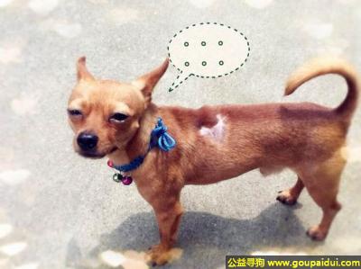 【成都找狗】，川省成都市寻狗欢乐谷附近的府河星城小区走丢，它是一只非常可爱的宠物狗狗，希望它早日回家，不要变成流浪狗。