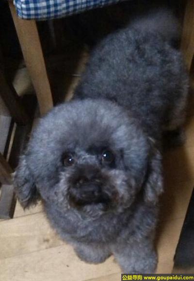 【南通找狗】，我家可米 江苏省南通市如皋市如城镇仙鹤新村附近，它是一只非常可爱的宠物狗狗，希望它早日回家，不要变成流浪狗。