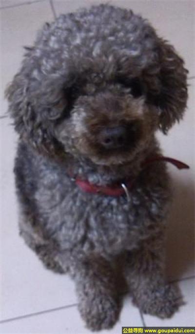 寻找泰迪，我家可米 江苏省南通市如皋市如城镇仙鹤新村附近，它是一只非常可爱的宠物狗狗，希望它早日回家，不要变成流浪狗。