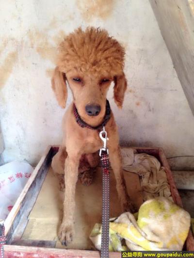 东莞找狗，东省东莞市寻狗长安沙头走丢贵宾一岁半浅棕色，它是一只非常可爱的宠物狗狗，希望它早日回家，不要变成流浪狗。
