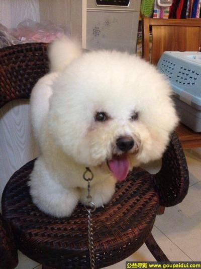 湖州寻狗网，江省湖州市南浔区寻狗常增路白马公馆遗失白色比熊，它是一只非常可爱的宠物狗狗，希望它早日回家，不要变成流浪狗。