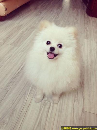 找狗，南省信阳市寻狗中山路印刷厂附近丢失名叫布丁白色博美，它是一只非常可爱的宠物狗狗，希望它早日回家，不要变成流浪狗。