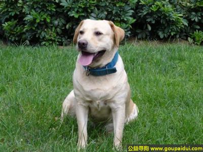 寻找拉布拉多犬，南省楚雄彝族自治州禄丰县寻狗浅黄色拉布拉多犬，它是一只非常可爱的宠物狗狗，希望它早日回家，不要变成流浪狗。