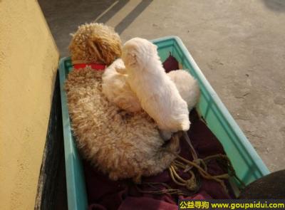 泰州寻狗启示，苏省泰州市兴化市寻狗名叫乖乖香槟色母狗泰迪串串，它是一只非常可爱的宠物狗狗，希望它早日回家，不要变成流浪狗。