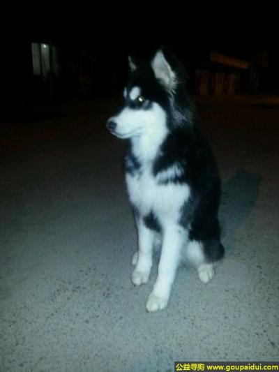 菏泽找狗，东省菏泽市定陶县寻狗黑白阿拉斯加屁股毛是白色的，它是一只非常可爱的宠物狗狗，希望它早日回家，不要变成流浪狗。