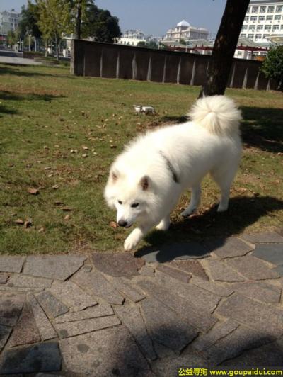 寻狗，西省宝鸡市寻狗白色萨摩，它是一只非常可爱的宠物狗狗，希望它早日回家，不要变成流浪狗。