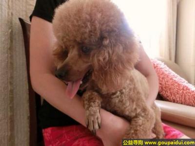 【湖州找狗】，江省湖州市德清县寻狗棕黄色贵宾名叫嘟嘟，它是一只非常可爱的宠物狗狗，希望它早日回家，不要变成流浪狗。
