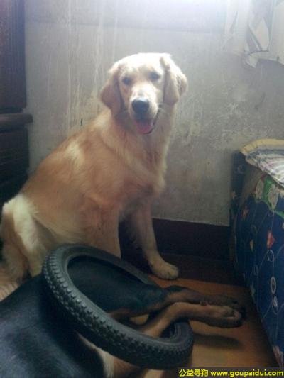 寻找金毛，东济宁市寻狗中区掉了只金毛一岁半母狗，它是一只非常可爱的宠物狗狗，希望它早日回家，不要变成流浪狗。