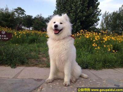 【晋中找狗】，西省晋中市祁县寻狗天缘饭店附近丢失白色萨摩母犬名叫熊熊两岁，它是一只非常可爱的宠物狗狗，希望它早日回家，不要变成流浪狗。