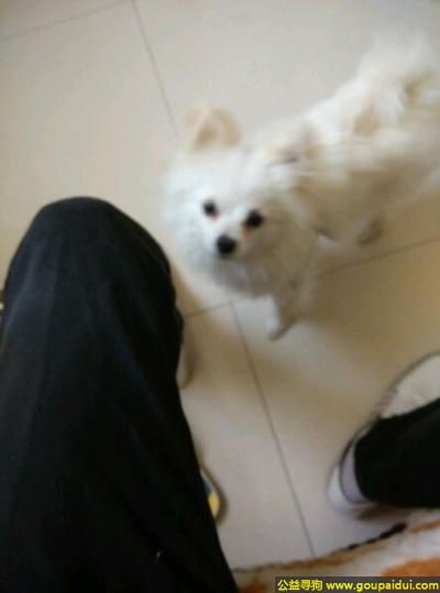 济宁寻狗网，东省济宁市汶上县寻狗名叫米奇白色博美犬，它是一只非常可爱的宠物狗狗，希望它早日回家，不要变成流浪狗。