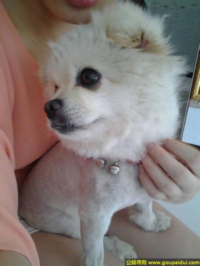 【咸宁找狗】，北省咸宁市寻狗白色博美脖子上有挂小铃铛名叫球球，它是一只非常可爱的宠物狗狗，希望它早日回家，不要变成流浪狗。