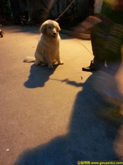 寻找金毛，苏省苏州市张家港市寻狗金毛母狗，它是一只非常可爱的宠物狗狗，希望它早日回家，不要变成流浪狗。