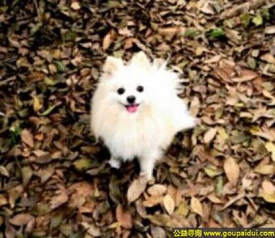 深圳找狗，东省深圳市福田区寻狗梅林龙尾路天澜园附近白色博美公狗，它是一只非常可爱的宠物狗狗，希望它早日回家，不要变成流浪狗。