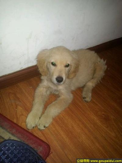 捡到金毛，庆市开县寻狗新世纪后门附近丢失了一只纯色金毛狗5个月大，它是一只非常可爱的宠物狗狗，希望它早日回家，不要变成流浪狗。
