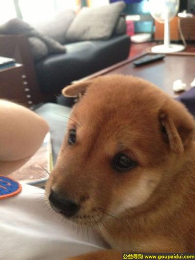 【上海找狗】，海长宁仁恒河滨花园员工休息室附近 一只棕色的两个月的秋田，它是一只非常可爱的宠物狗狗，希望它早日回家，不要变成流浪狗。