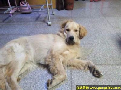 【包头找狗】，蒙古包头市青山区寻狗赵家营村内走失奶油黄浅色金毛，它是一只非常可爱的宠物狗狗，希望它早日回家，不要变成流浪狗。