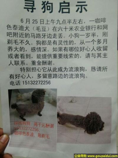 丢失泰迪犬，北省保定市定兴县寻狗咖啡色泰迪犬名叫毛豆，它是一只非常可爱的宠物狗狗，希望它早日回家，不要变成流浪狗。
