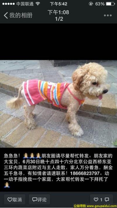 北京寻狗网，京寻狗公益西桥东亚三环内蔬菜店丢失名叫大宝贝，它是一只非常可爱的宠物狗狗，希望它早日回家，不要变成流浪狗。