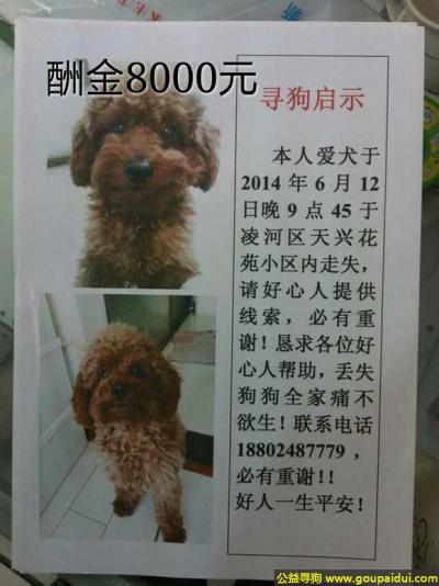 【锦州找狗】，宁省锦州市寻狗凌河区天兴花苑丢失名字叫nono，它是一只非常可爱的宠物狗狗，希望它早日回家，不要变成流浪狗。