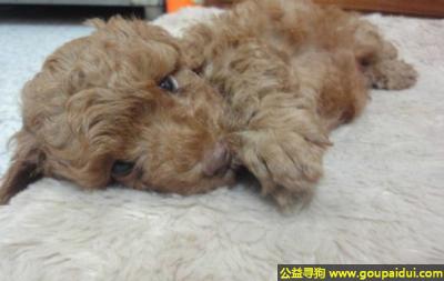 杭州寻狗网，州寻狗，它是一只非常可爱的宠物狗狗，希望它早日回家，不要变成流浪狗。